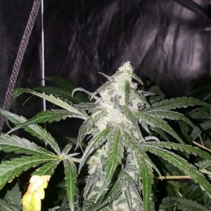 Superskunk3