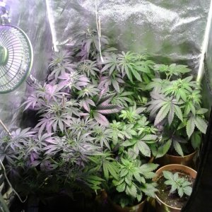 new_grow3