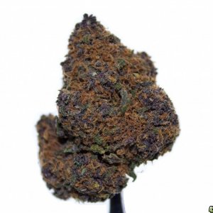 Purple Acopulco