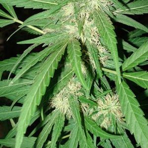 Seeds of Africa - cannabisstrains - cannabisseeds