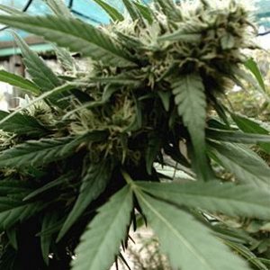 Seeds of Africa - cannabisstrains - cannabisseeds