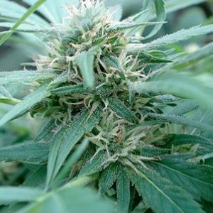 Seeds of Africa - cannabisstrains - cannabisseeds