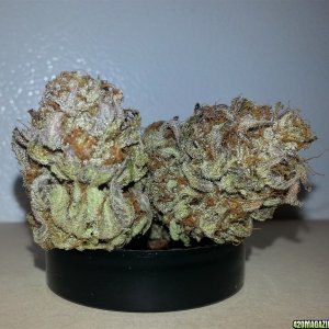 Alphakronic Genes - Gobillygoo