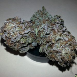 Alphakronic Genes - Gobillygoo