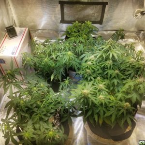 Auto Grow