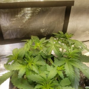 Auto Grow