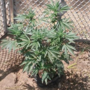 #GardenOfHizzle(OUTDOOR)