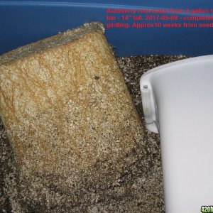 2017-05-08 root mass in trash bucket