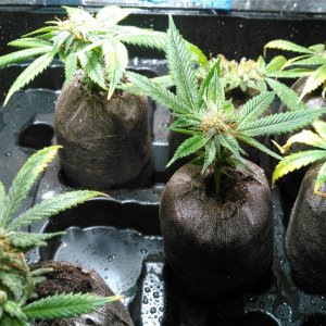 Cherry pie monster clones