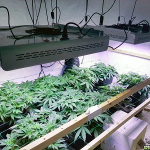 Day 36 Scrog