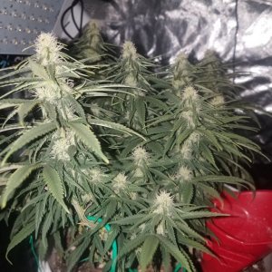 organic e.v 36 days into flower