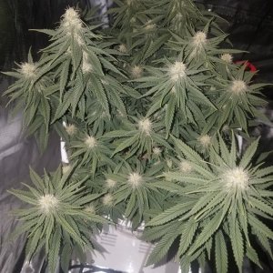 Organic ev36 days into flower