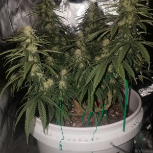 Organic early vixen 36 days in flower