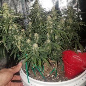 36 days in flower early vixen organic