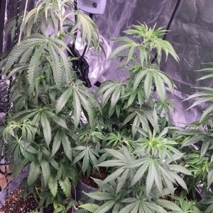 Blackwater Indica Indoor Soil