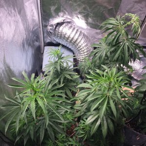 Blackwater Indica Indoor Soil