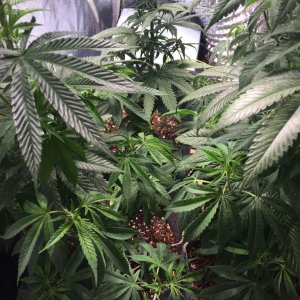 Blackwater Indica Indoor Soil