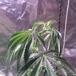 Blackwater Indica Indoor Soil