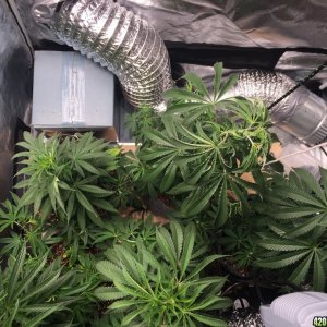 Blackwater Indica Indoor Soil