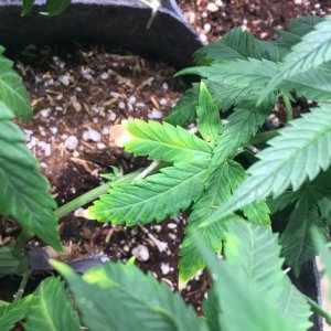 Blackwater Indica Indoor Soil