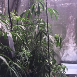 Blackwater Indica Indoor Soil