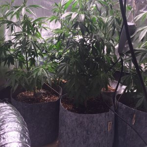 Blackwater Indica Indoor Soil