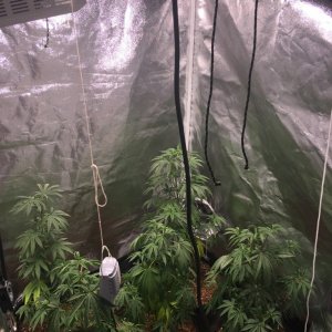 Blackwater Indica Indoor Soil