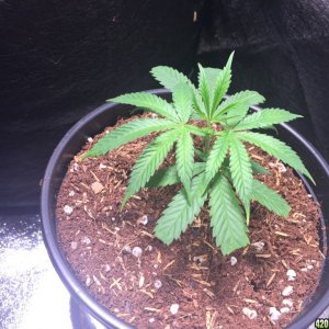 Blackwater Indica Clone