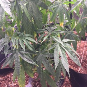 Blackwater Indica Indoor Soil