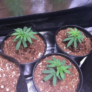 Blackwater Indica Clones