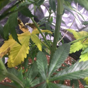 Blackwater Indica Indoor Soil