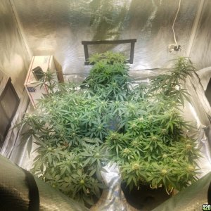 Auto Grow