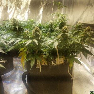 Auto Grow