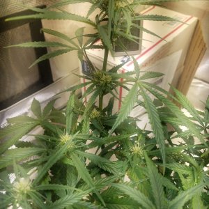 Auto Grow