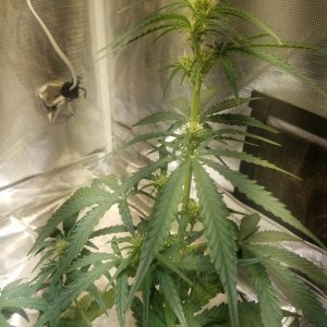 Auto Grow