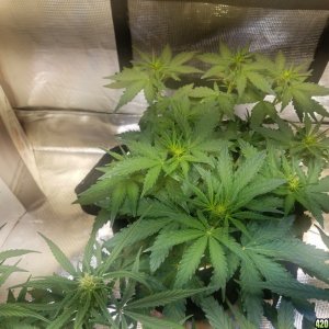 Auto Grow