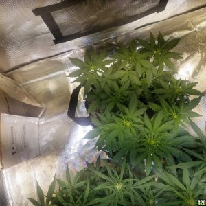 Auto Grow