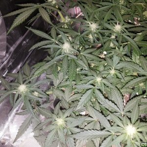 Auto Grow