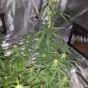 Auto Grow