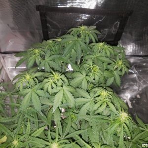 Auto Grow