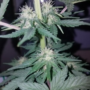 Organic electric fruit auto