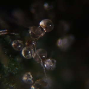 Trichomes under the microscope