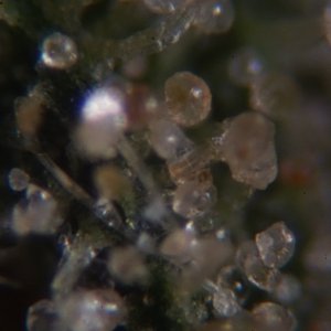 Trichomes under the microscope