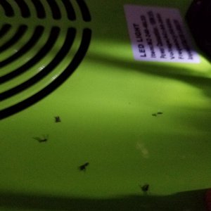 Fungus Gnats