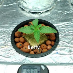 Usul's Grow 2.0 - Day 14