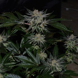 Myco-Tek Seed Co. - Cookies Breeder Clone Only