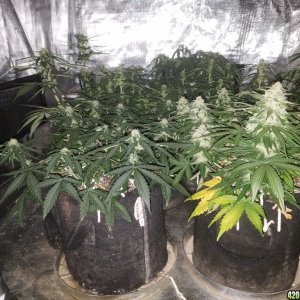 Auto Grow