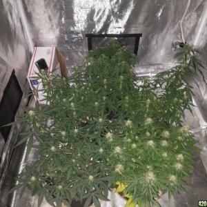 Auto Grow