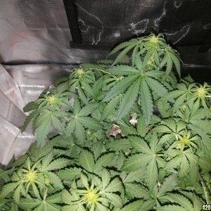 Auto Grow