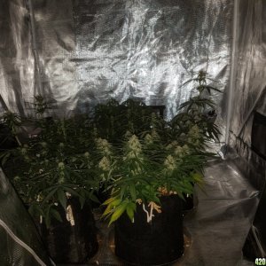 Auto Grow